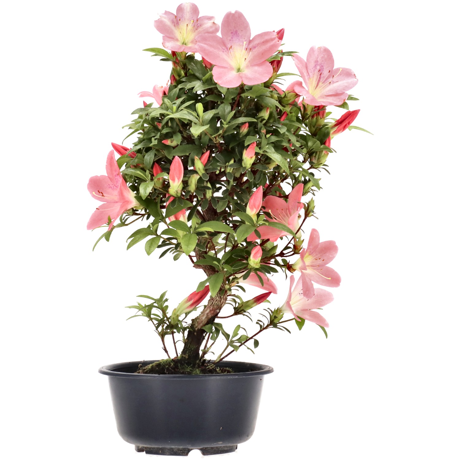 Jap. Azalee, ca. 8 J. (27 cm)