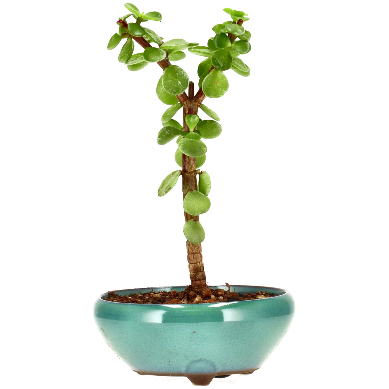 Árbol de la abundancia, aprox. 3 años (18 cm)