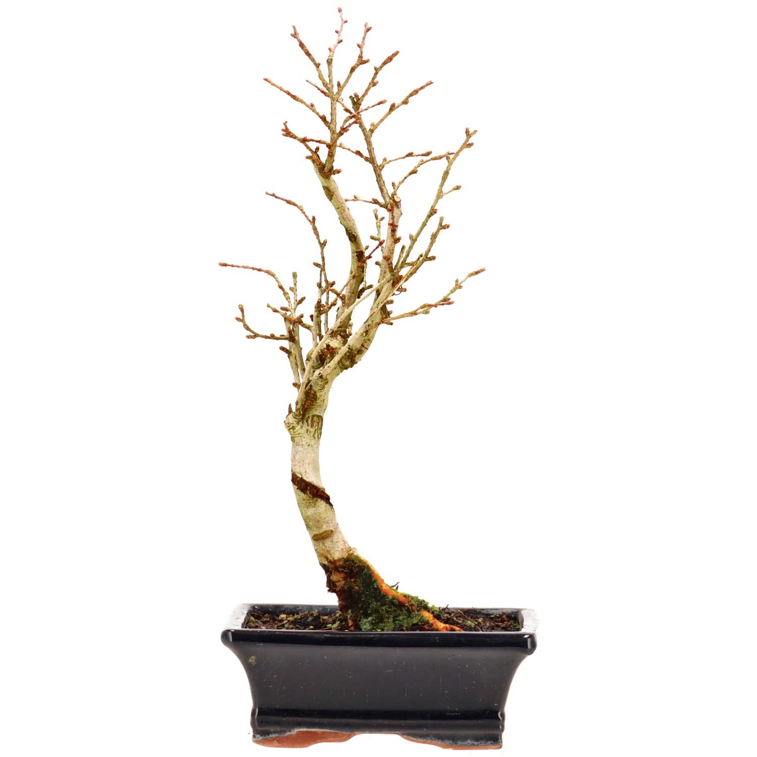 Golden Larch, approx. 7 y. (29 cm)