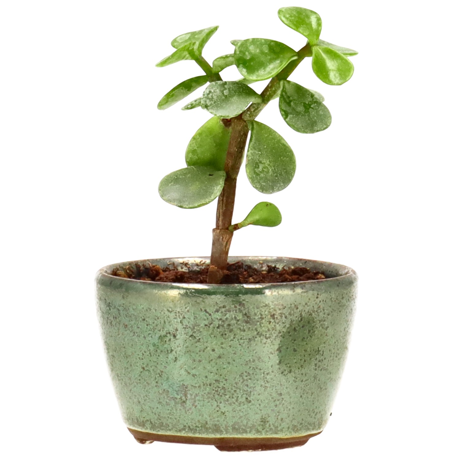 Cespuglio di Elefante, ca. 1 anni (8 cm)