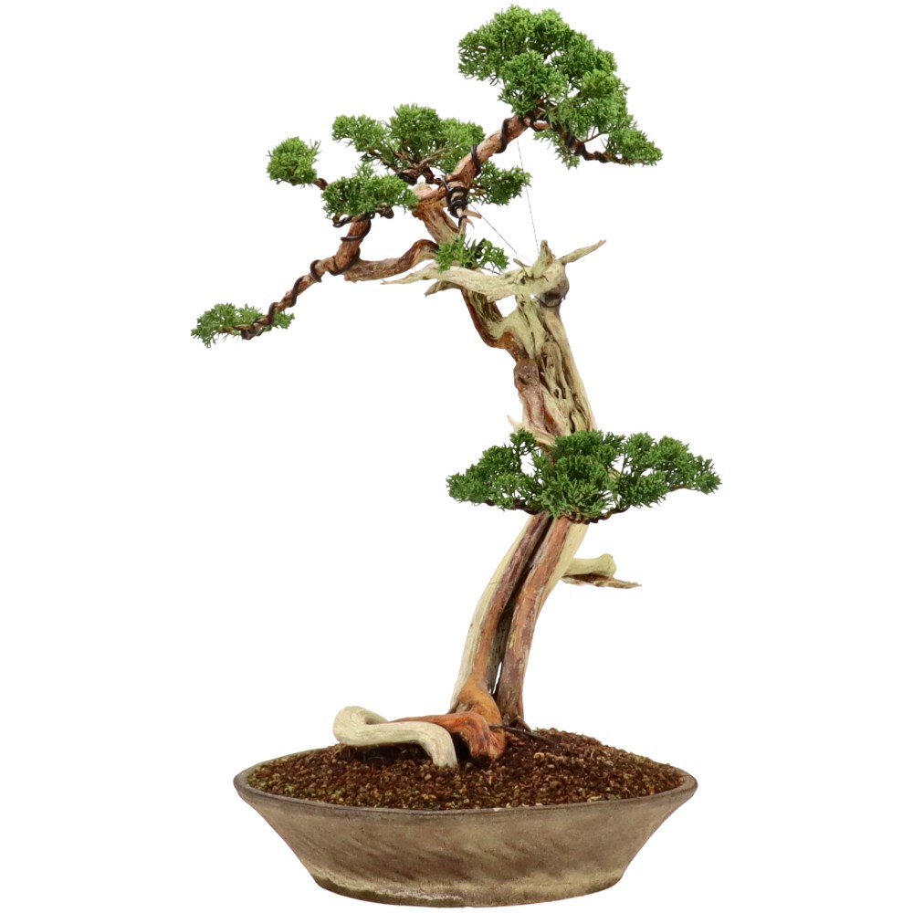 bonsai.fallbackImageTitle