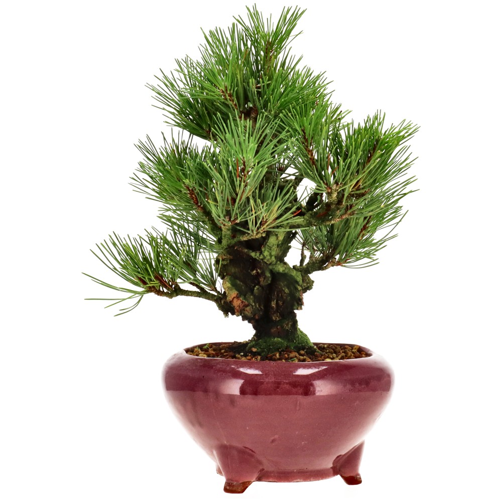 Pinus thunbergii corticosa, ca. 15 j. (27 cm)