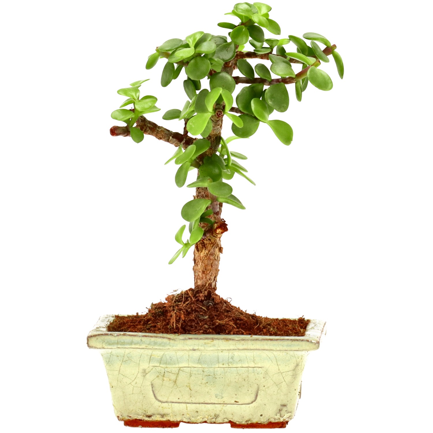 Cespuglio di Elefante, ca. 5 anni (17 cm)