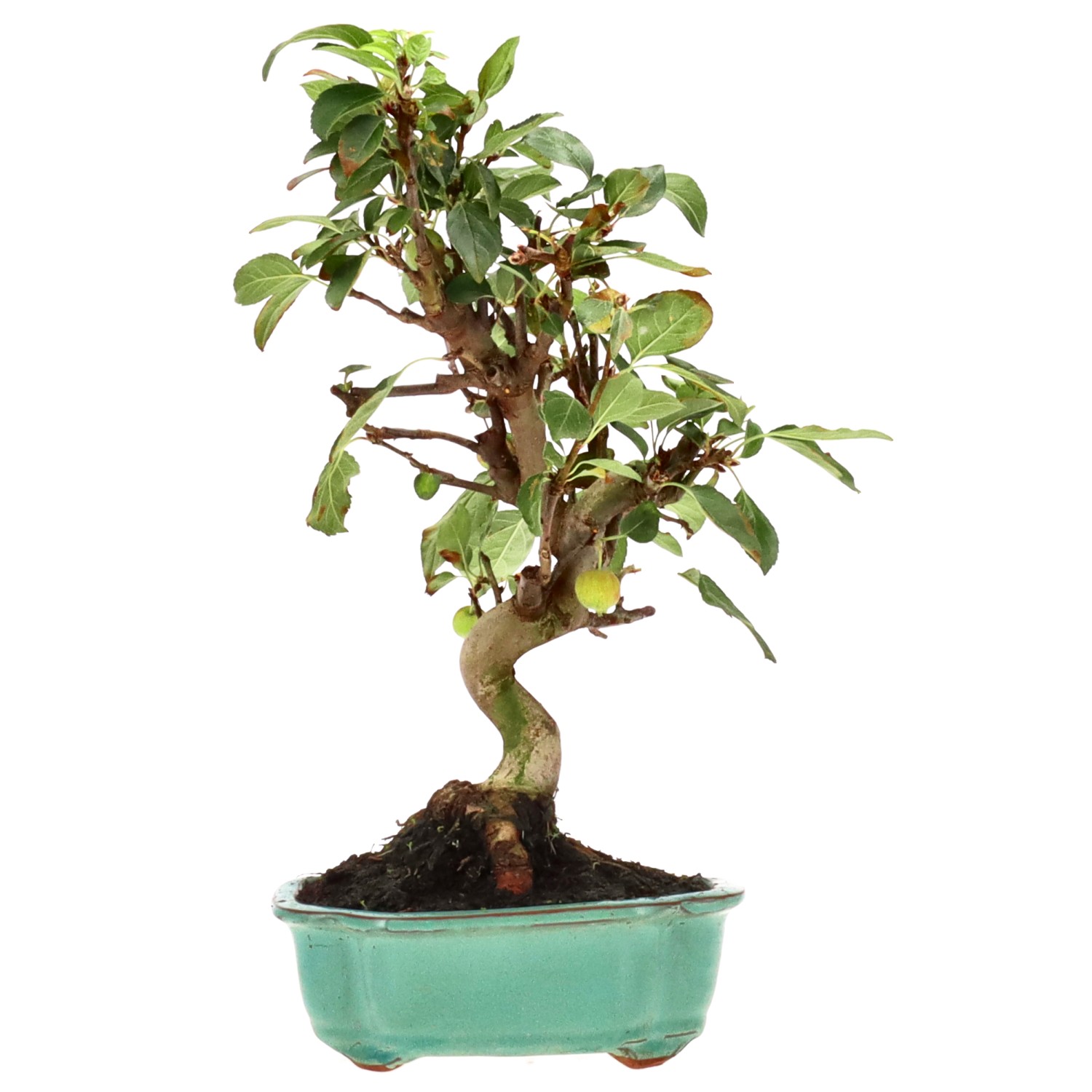 bonsai.fallbackImageTitle bonsai.fallbackImageTitle