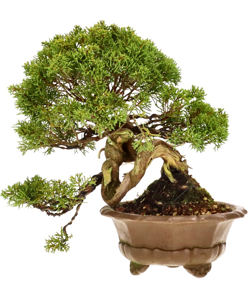 bonsai.fallbackImageTitle bonsai.fallbackImageTitle