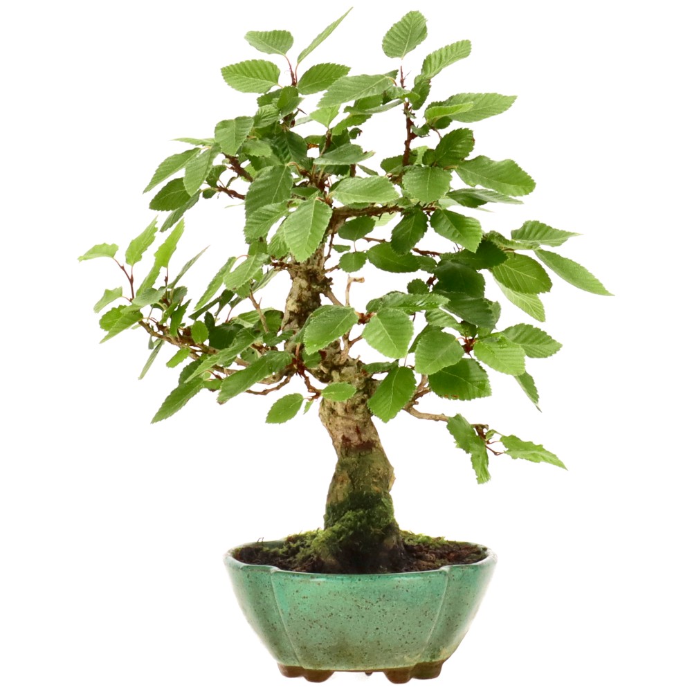 bonsai.fallbackImageTitle bonsai.fallbackImageTitle