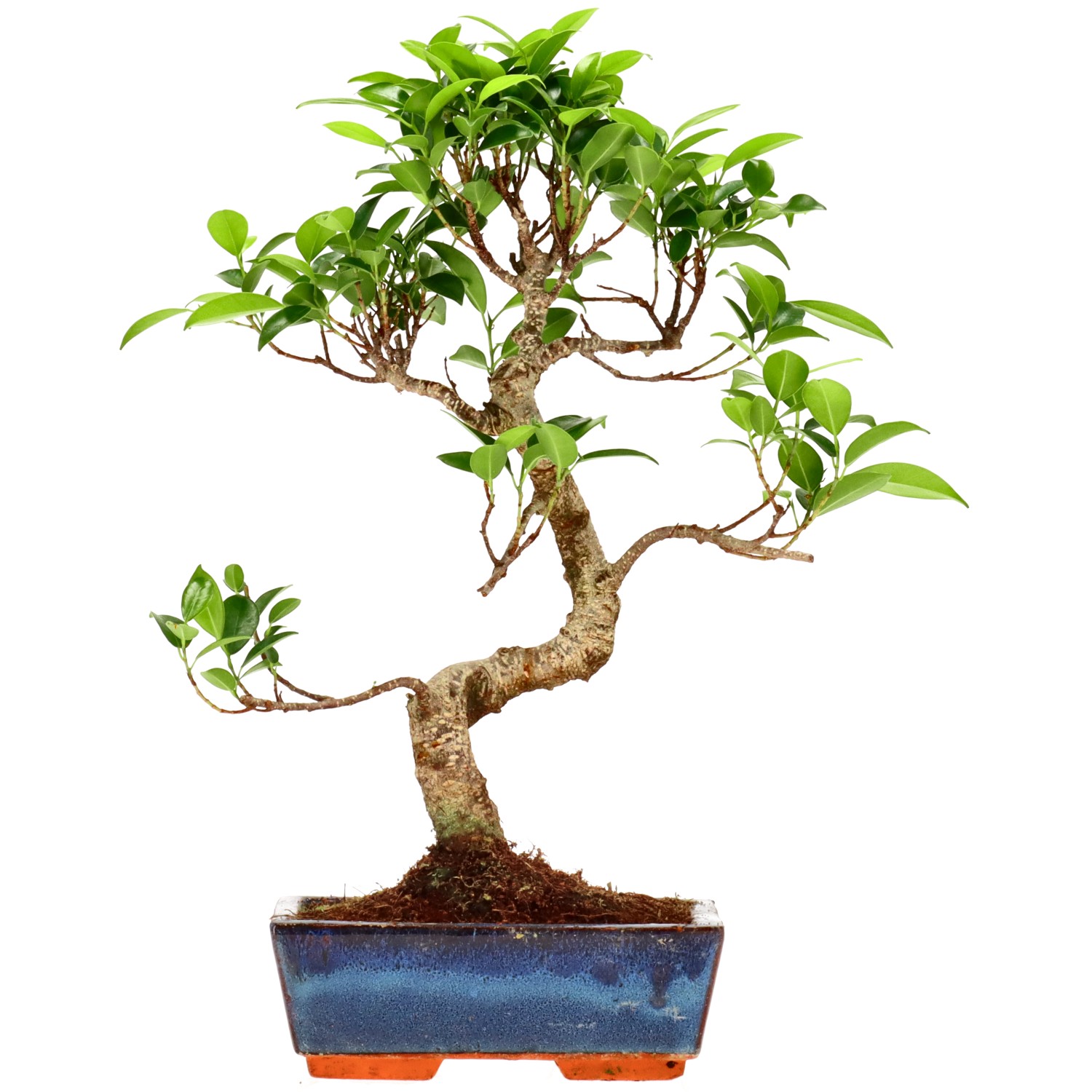 Indian Laurel, approx. 9 y. (34 cm)