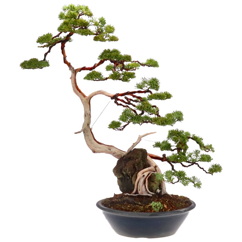 Chin. Wacholder, ca. 35 J. (77 cm) Genévrier de Chine, env. 35 ans (77 cm)