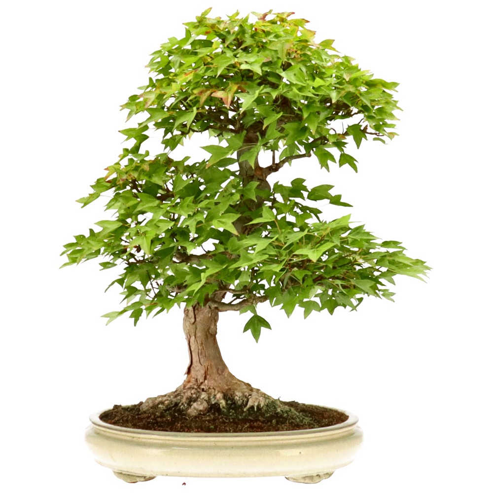 bonsai.fallbackImageTitle