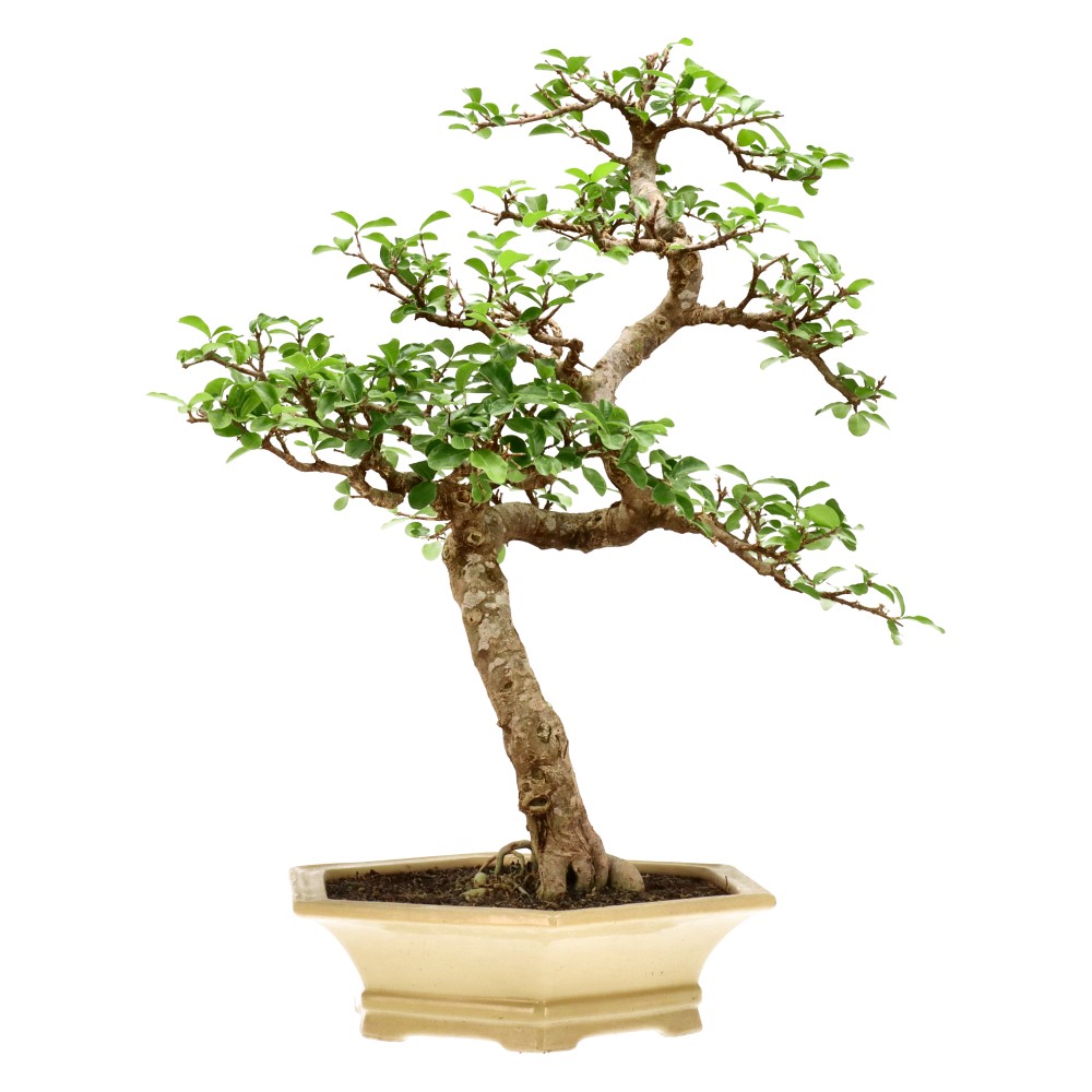 Acérola, env. 25 ans (60 cm)