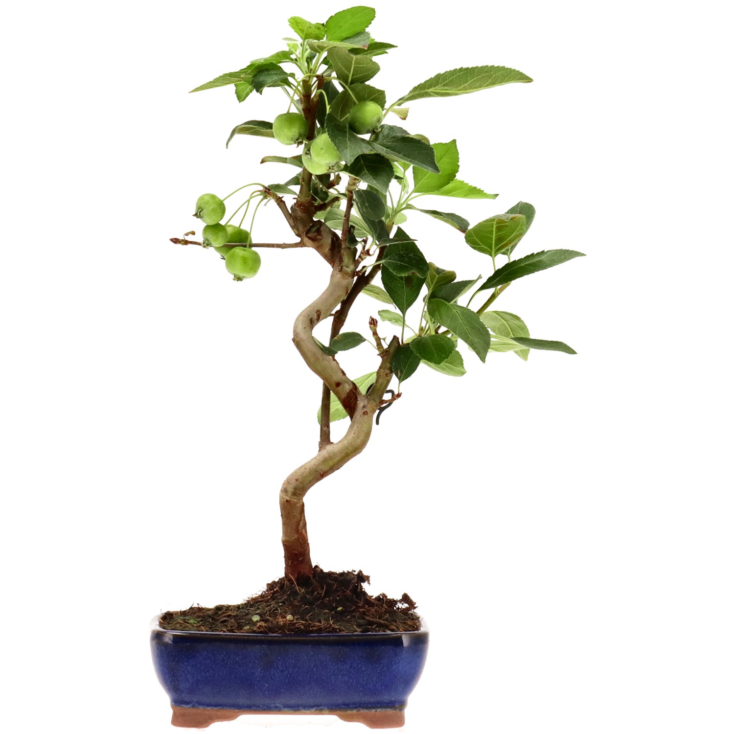 Zierapfel, ca. 8 J. (32 cm)