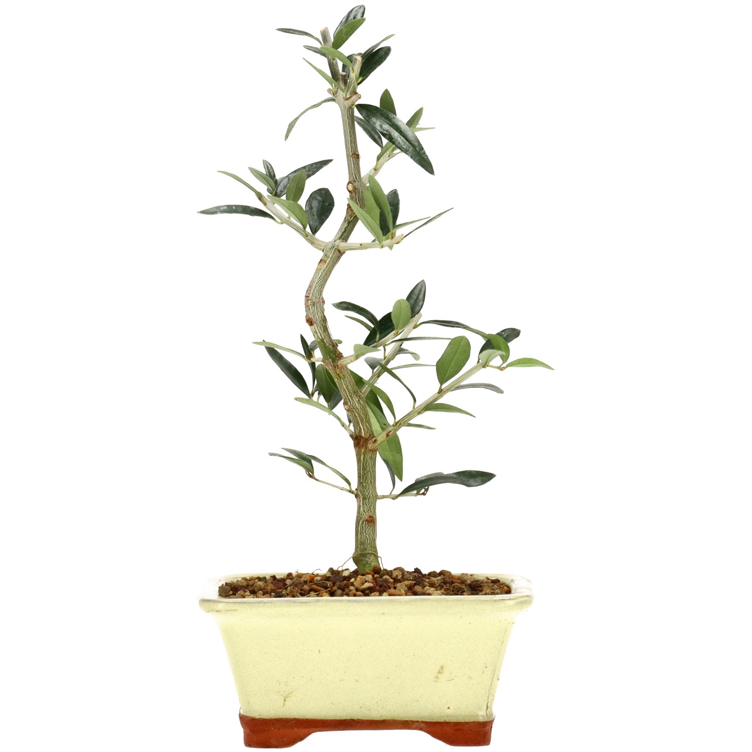 Wildolive, ca. 5 J. (27 cm)