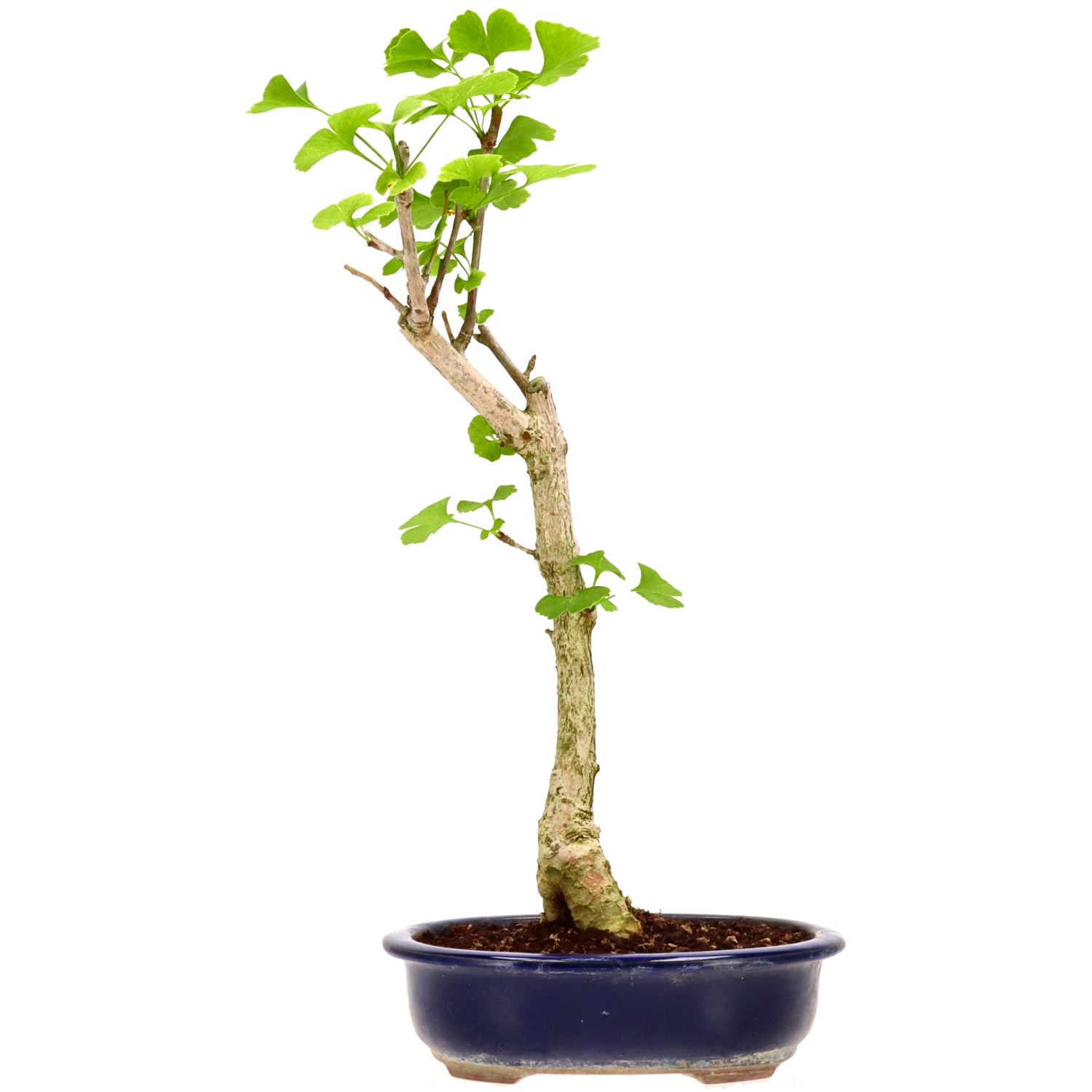 Ginkgo, ca. 10 J. (44 cm)