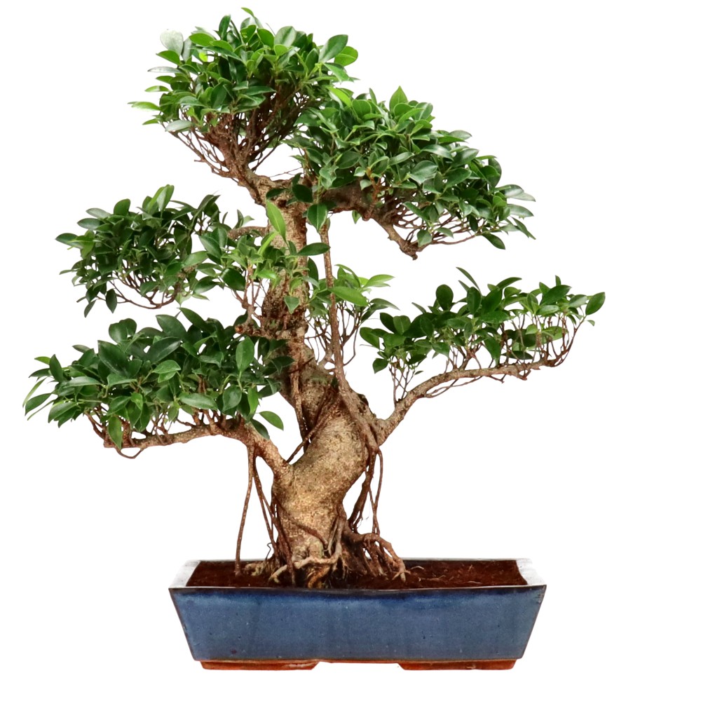 bonsai.fallbackImageTitle