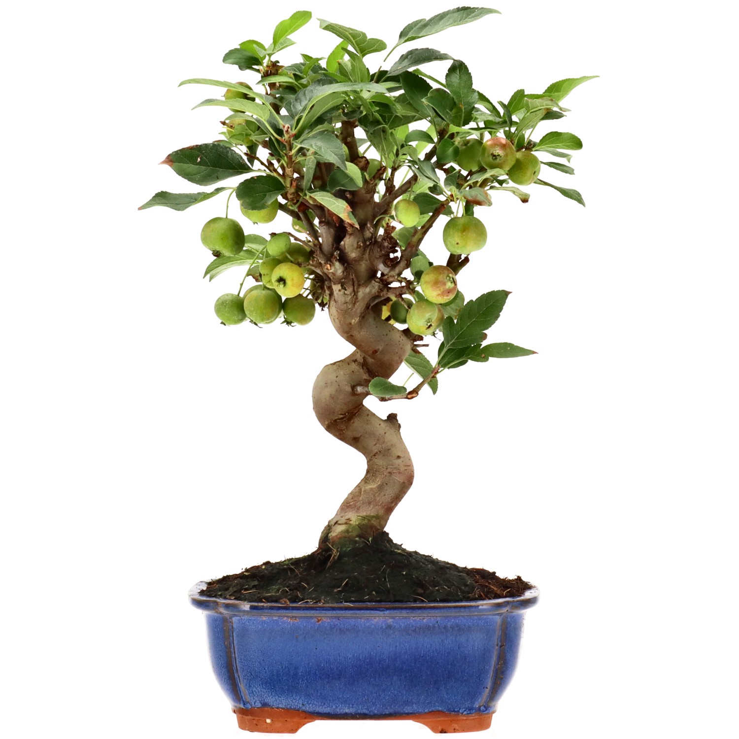 Zierapfel, ca. 12 J. (32 cm)
