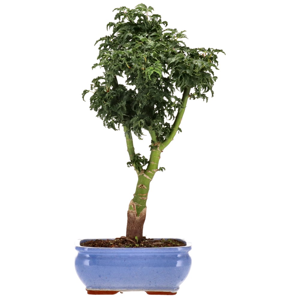 bonsai.fallbackImageTitle