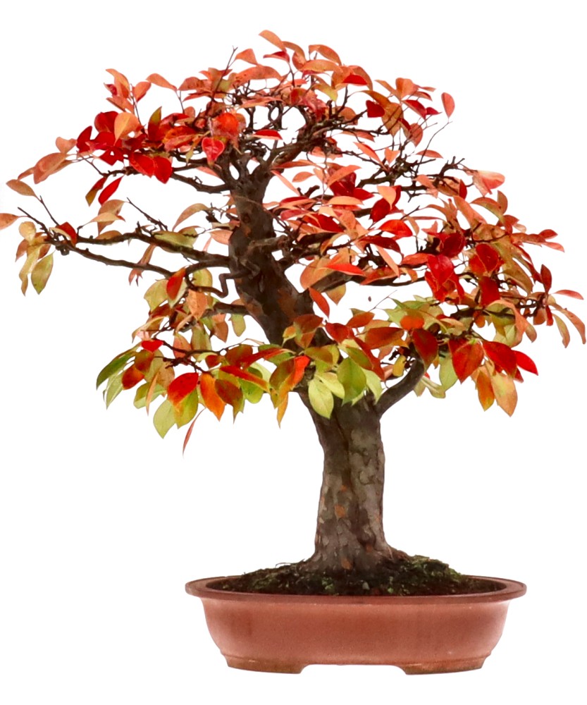 Chin. Quitte, ca. 30 J. (78 cm) Chin. Quitte, ca. 30 J. (78 cm)