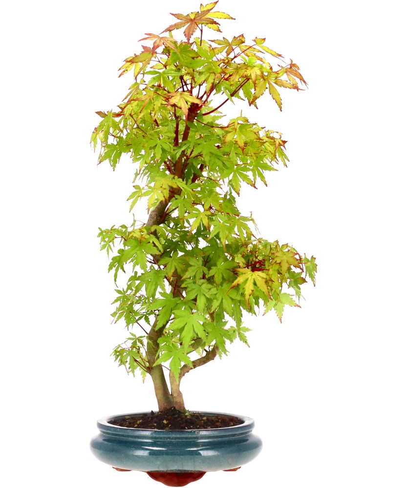 bonsai.fallbackImageTitle bonsai.fallbackImageTitle