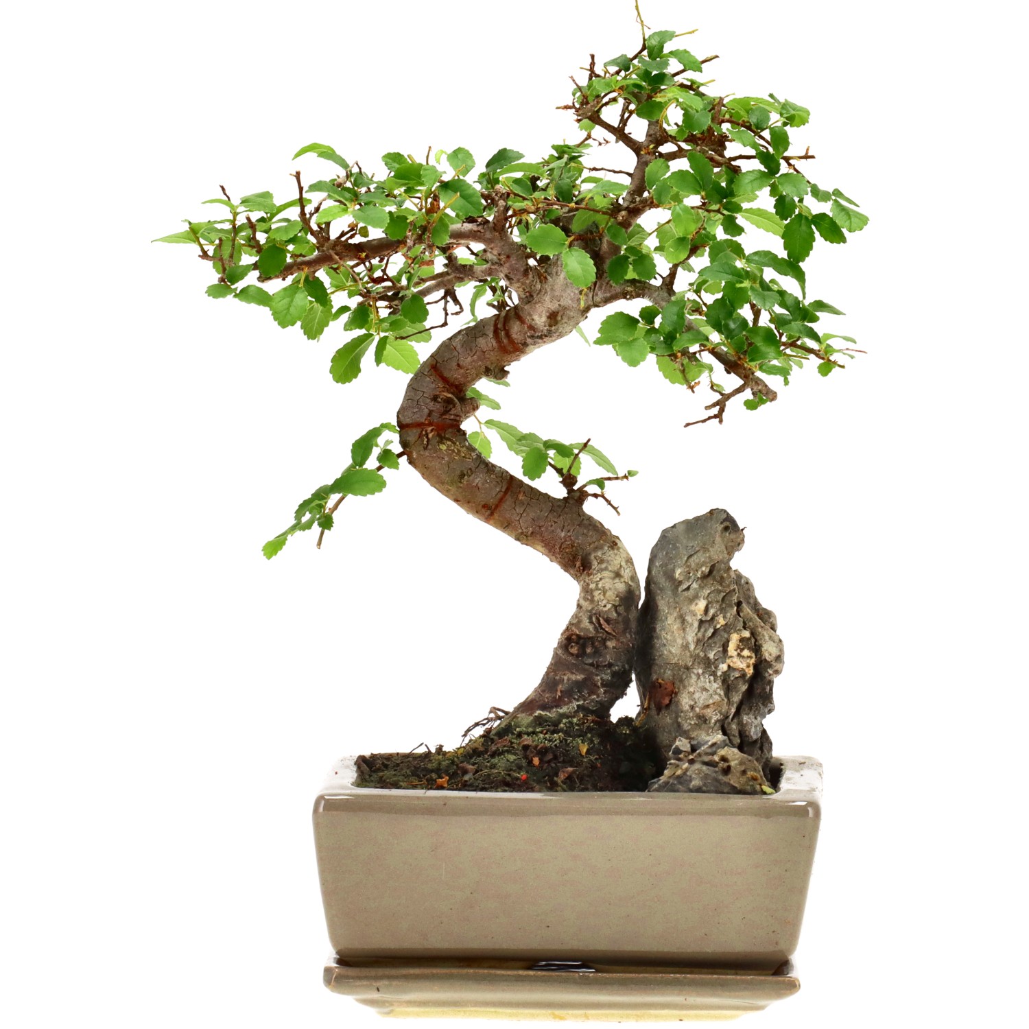 Olmo chino, aprox. 8 años (22 cm)