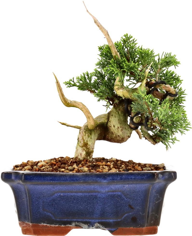 [N022] Ginepro cinese, ca. 16 anni