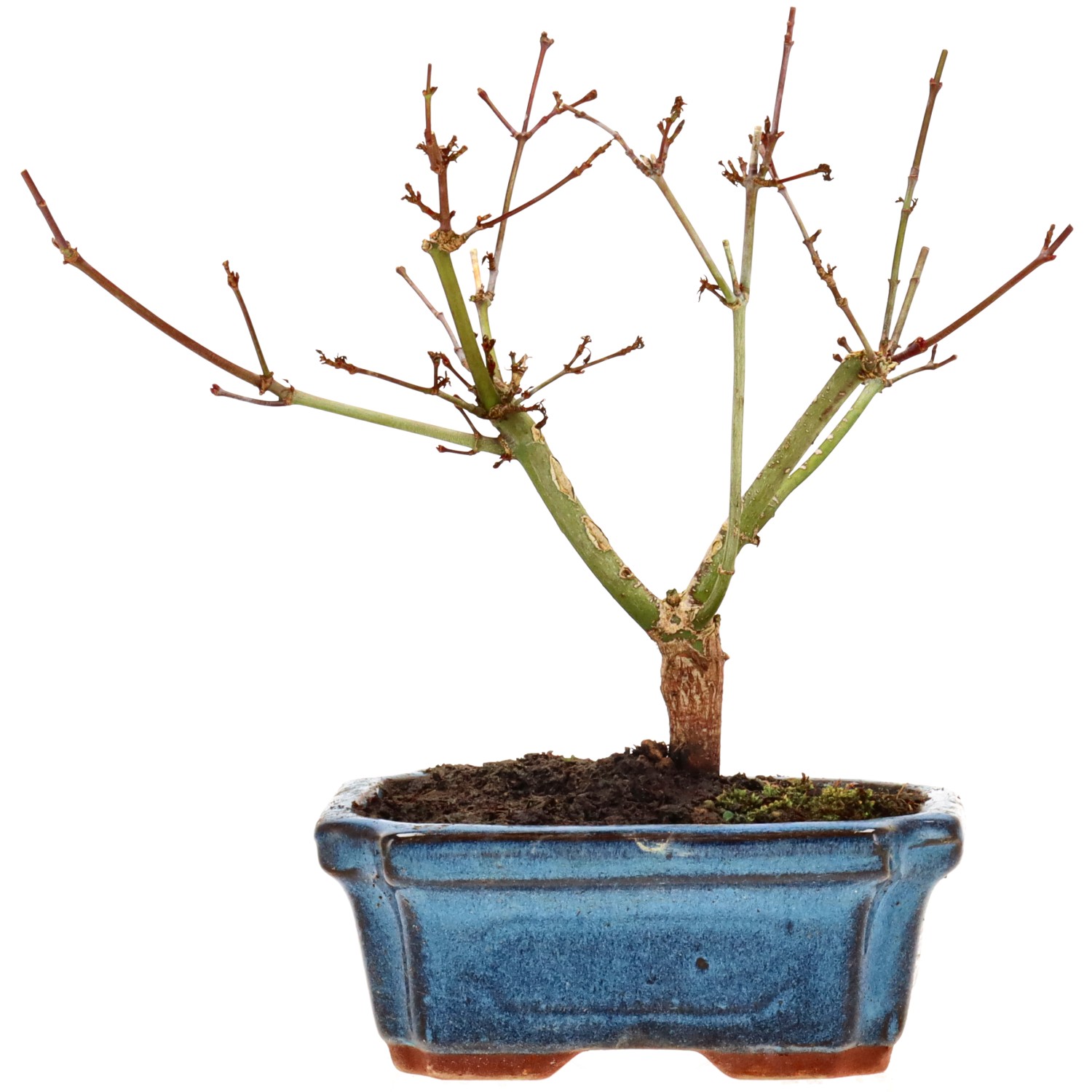 Jap. Maple (Deshojo), approx. 7 y. (20 cm)