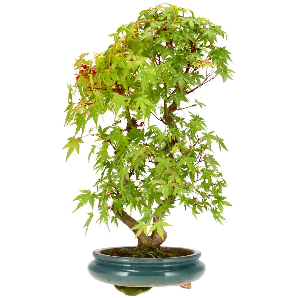 bonsai.fallbackImageTitle bonsai.fallbackImageTitle