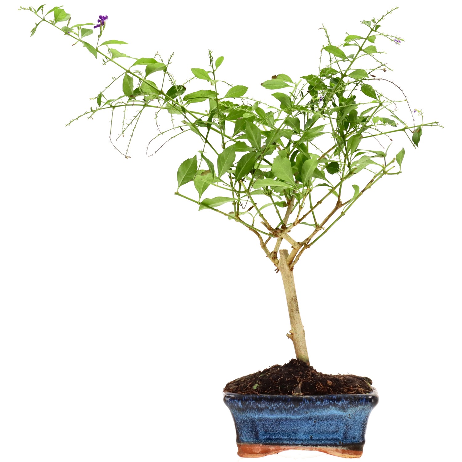 Durantha, ca. 6 J. (38 cm)