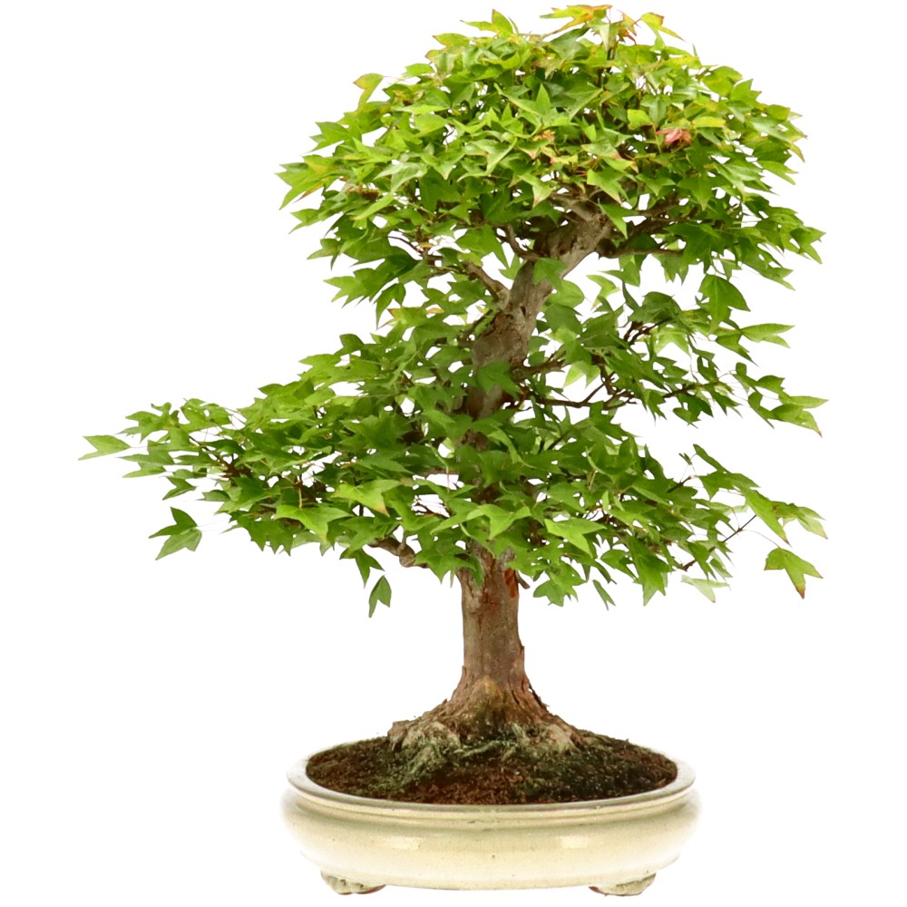 bonsai.fallbackImageTitle