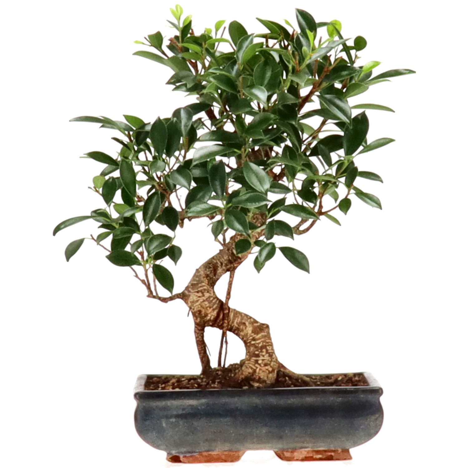 Chin. Feigenbaum (Ret.), ca. 14 J. (35 cm)