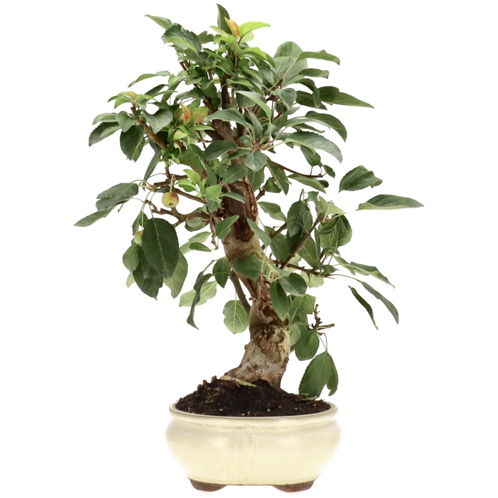 Zierapfel, ca. 17 J. (42 cm)