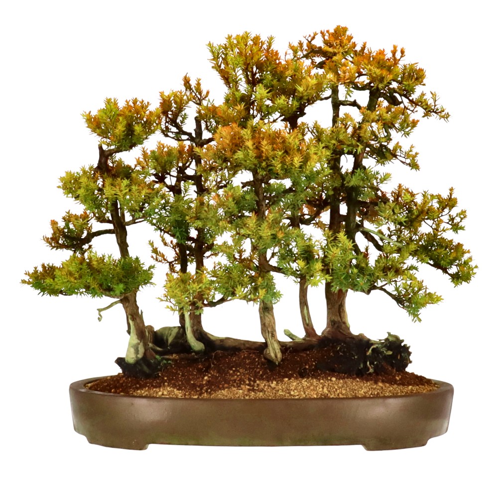 bonsai.fallbackImageTitle bonsai.fallbackImageTitle