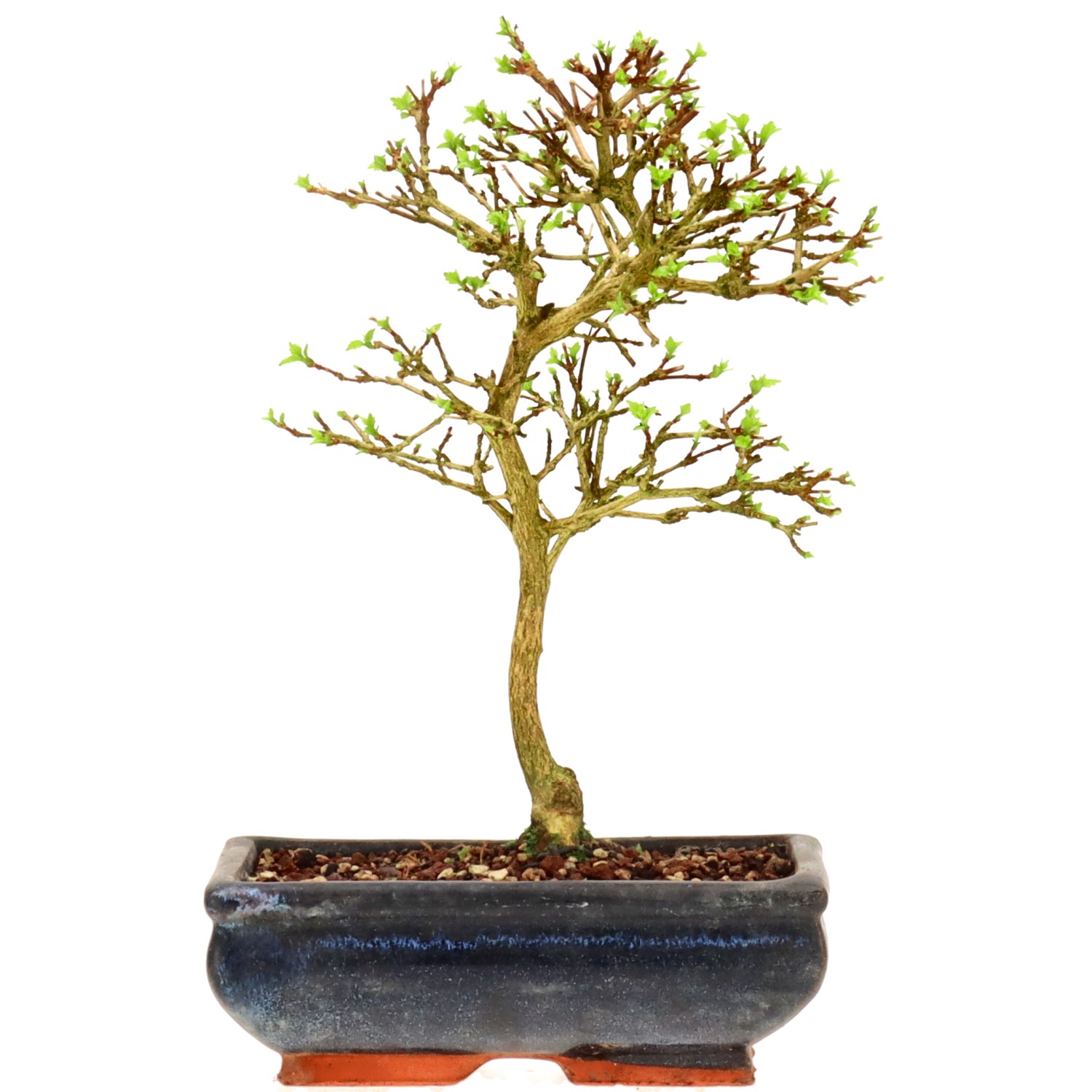 bonsai.fallbackImageTitle bonsai.fallbackImageTitle