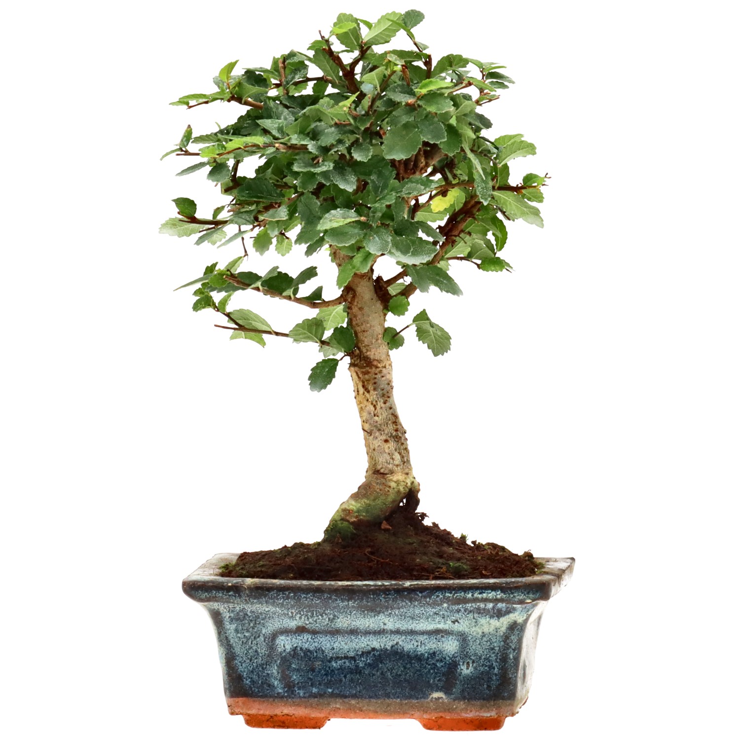 Chinese elm, approx. 6 y. (19 cm)