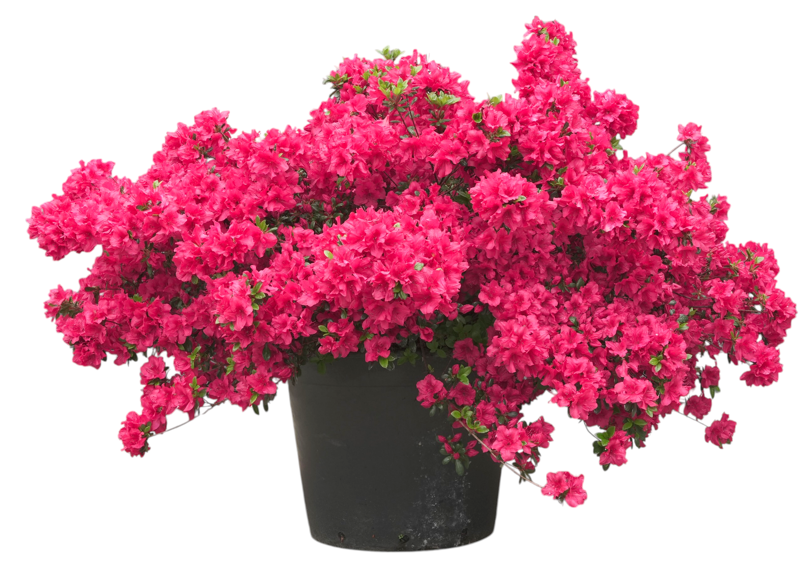 Bonsaï de jardin - Azalée japonaise (Johanna), env. 15 ans (95 cm)