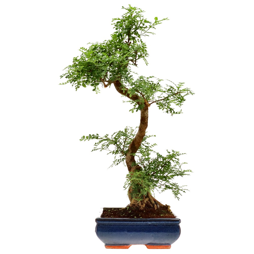 Pfefferbaum, ca. 20 J. (62 cm)