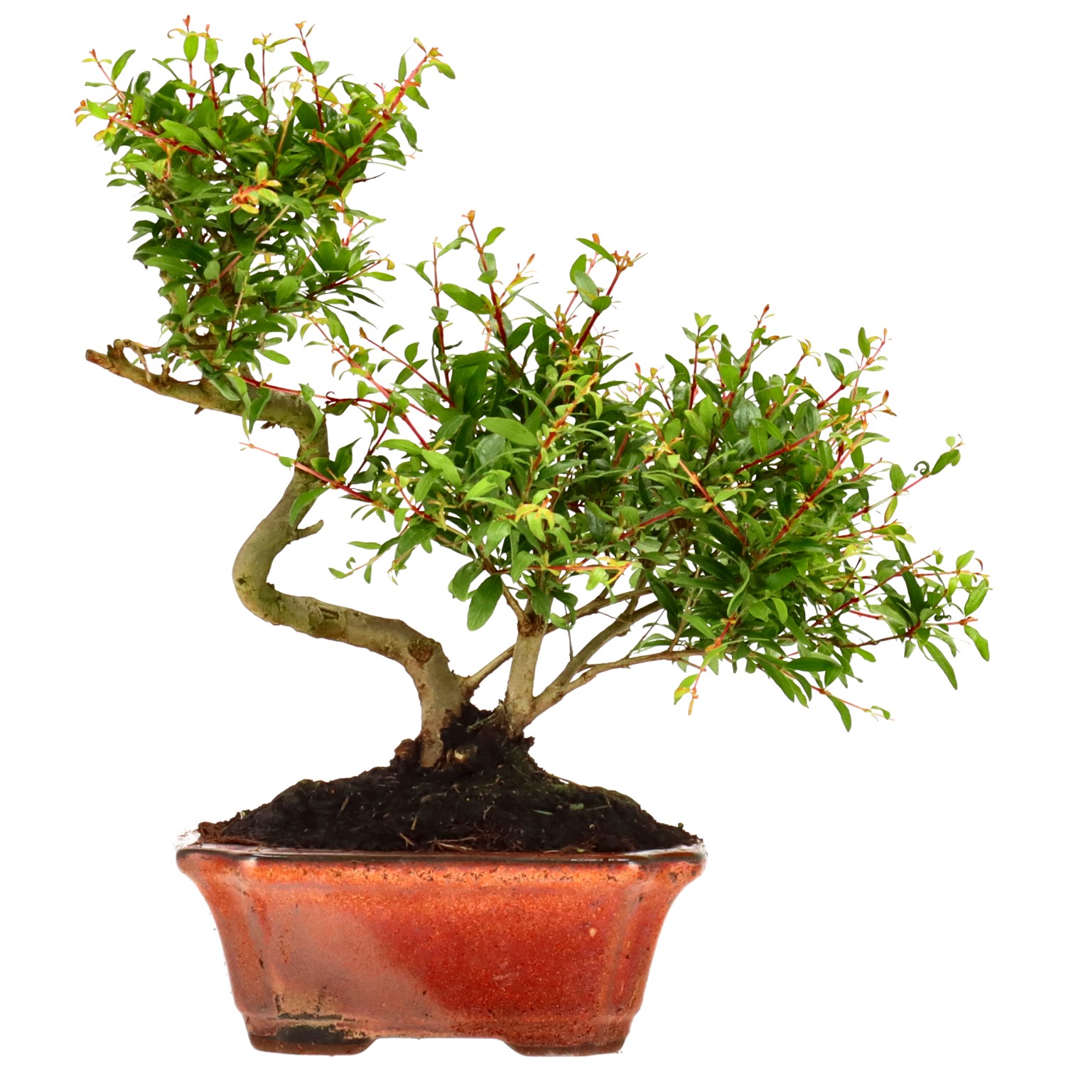 Melograno, ca. 8 anni (23 cm)