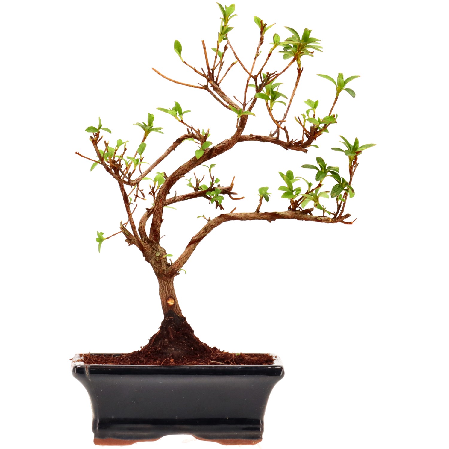 Jap. Azalee (Osakazuki), ca. 8 J. (26 cm)