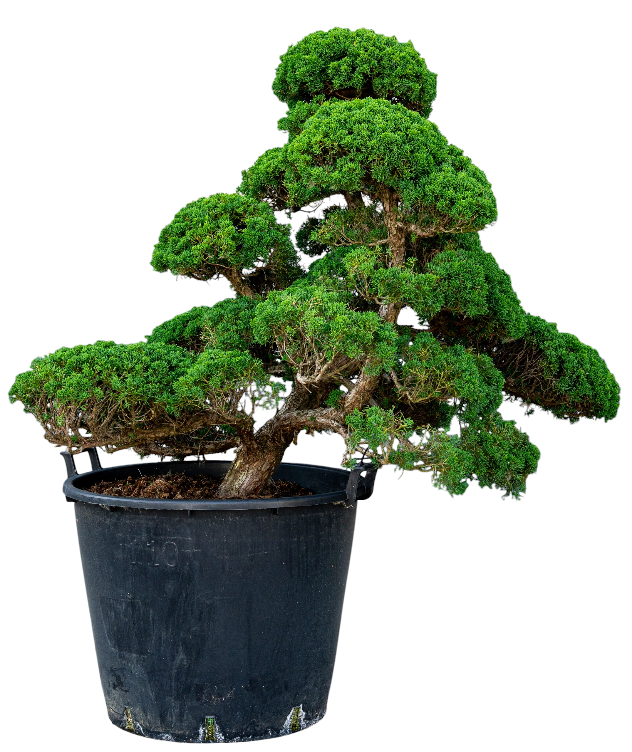 bonsai.fallbackImageTitle