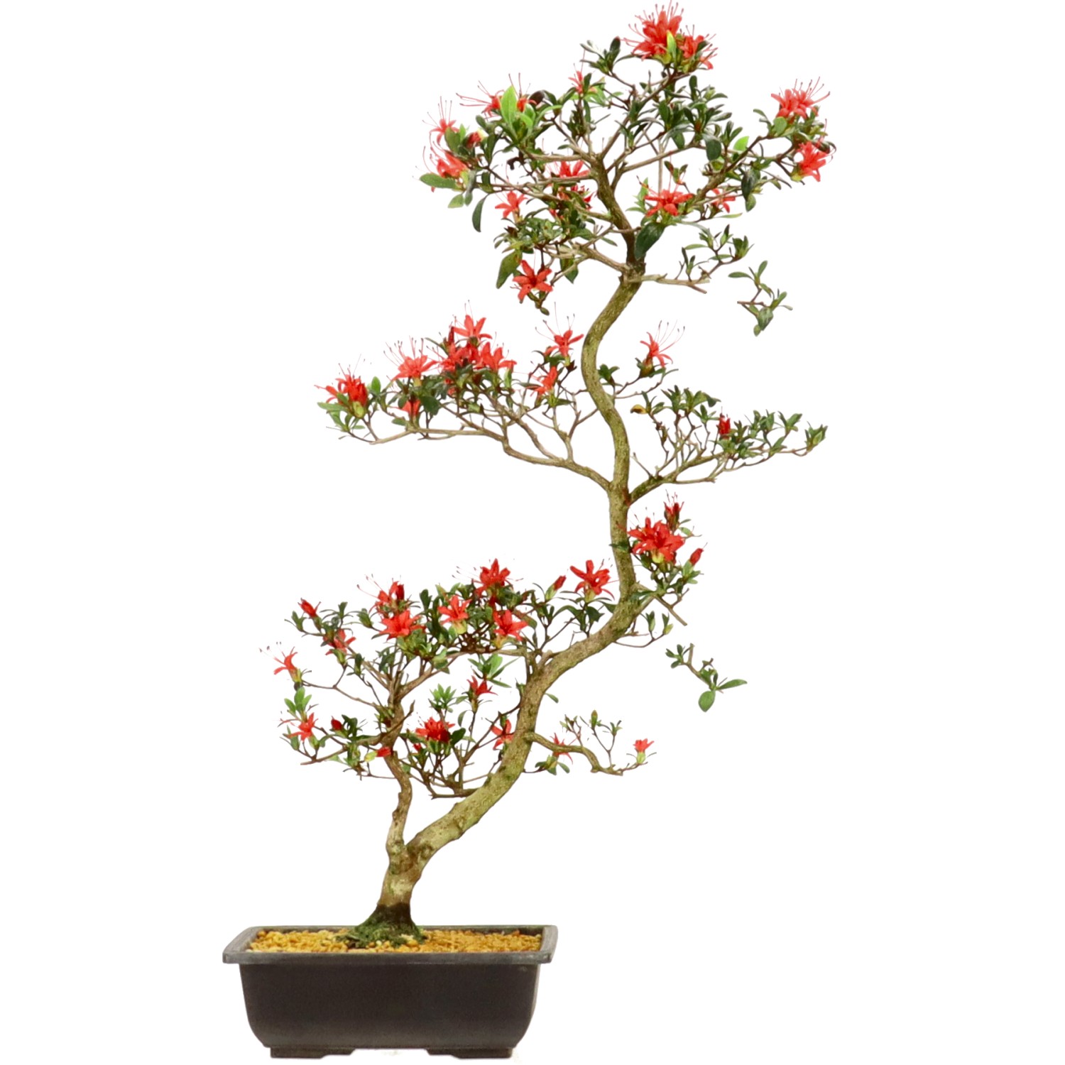 Jap. Azalee, ca. 12 J. (66 cm)