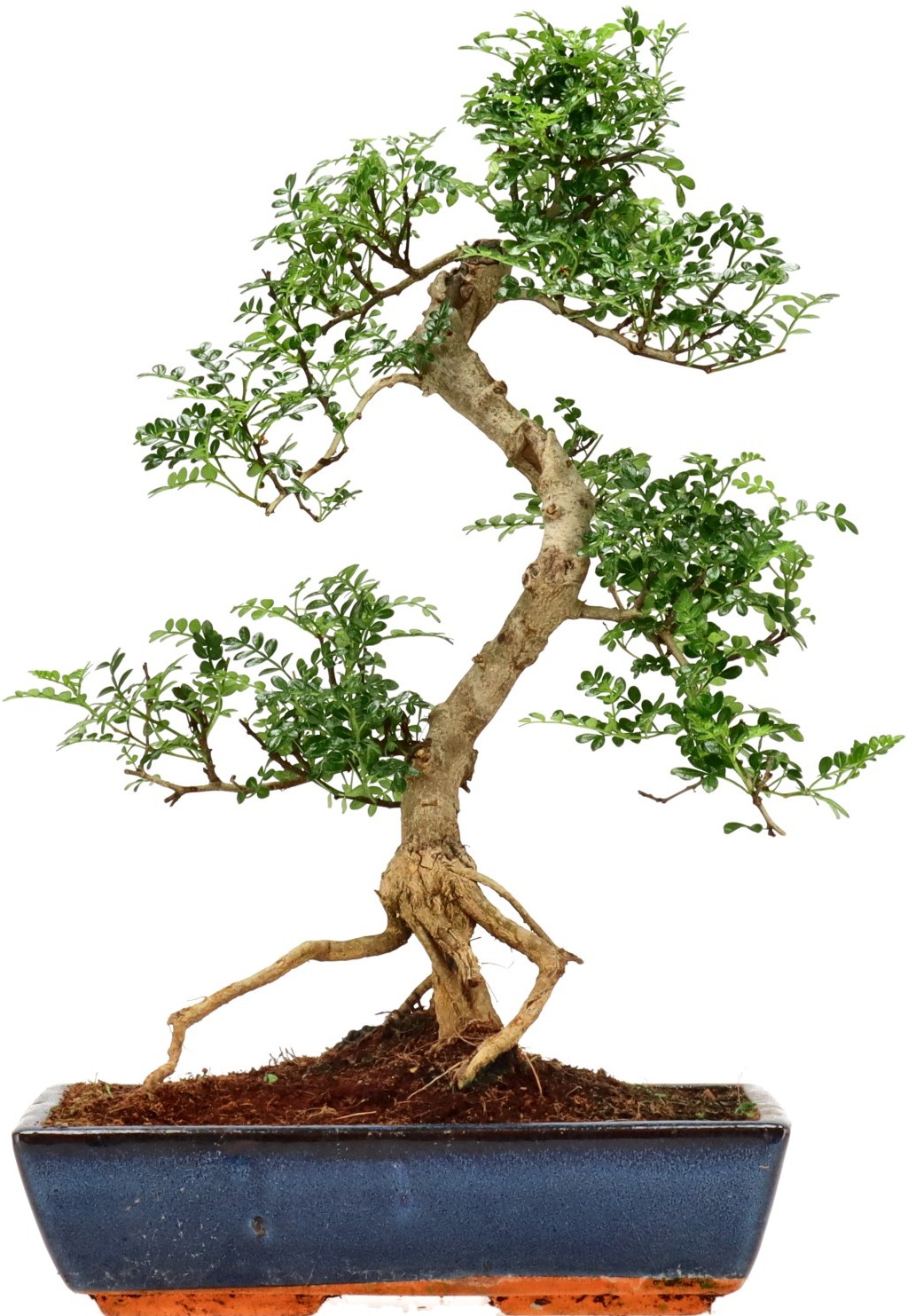 [Z034] Poivre du Sichuan, env. 18 ans