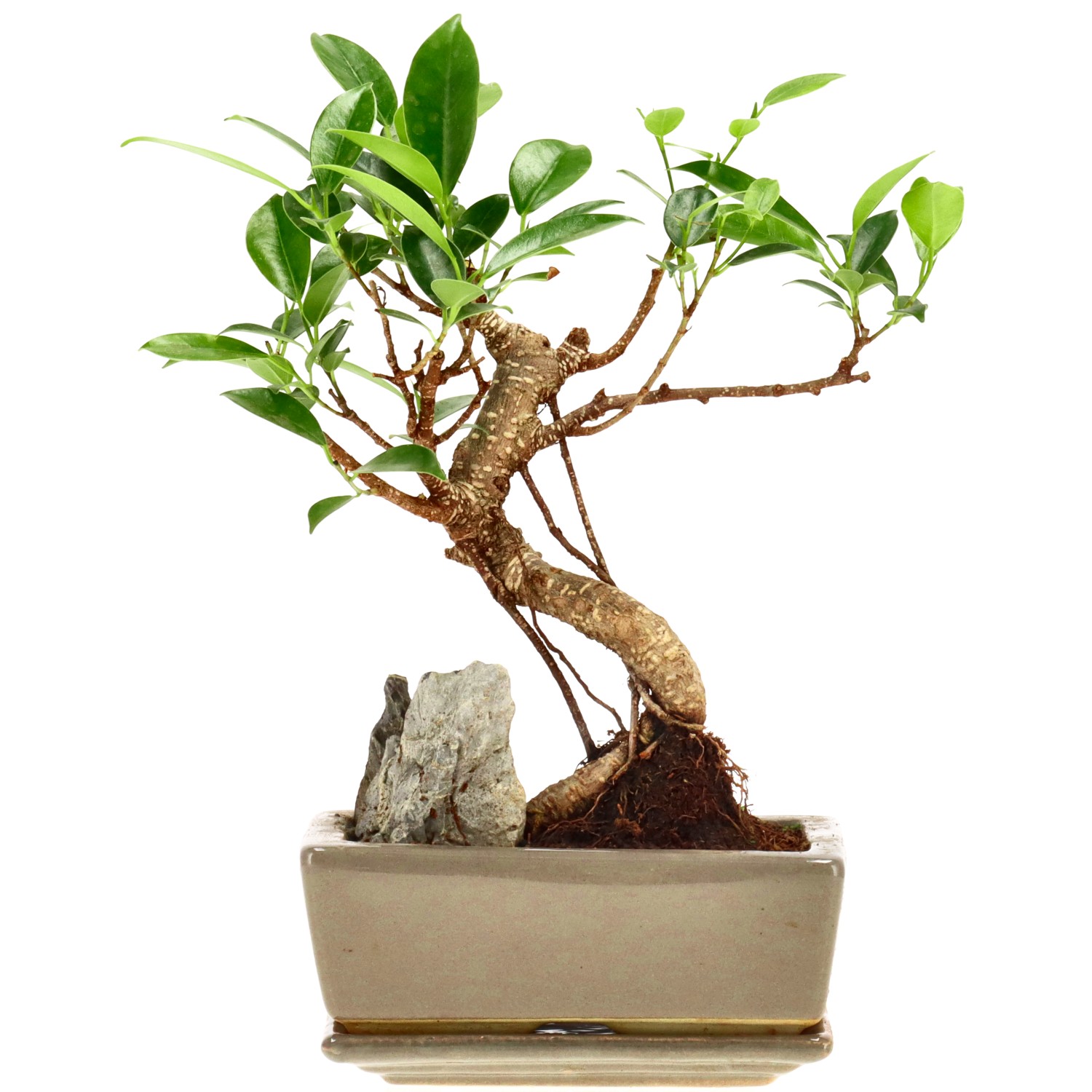 Chin. Feigenbaum (Retusa), mU., ca. 7 J. (22 cm)