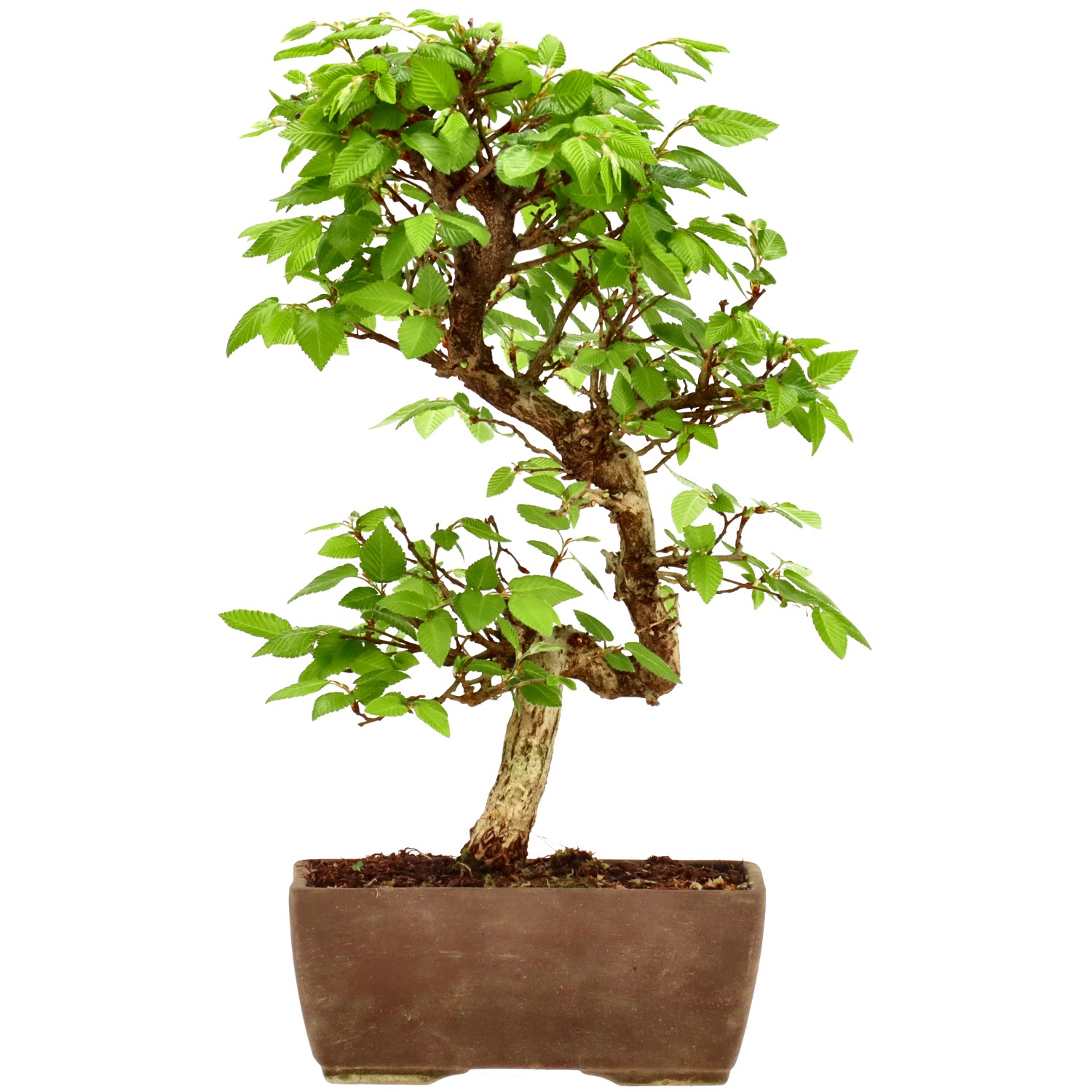 Charme du Japon, env. 10 ans (27 cm)