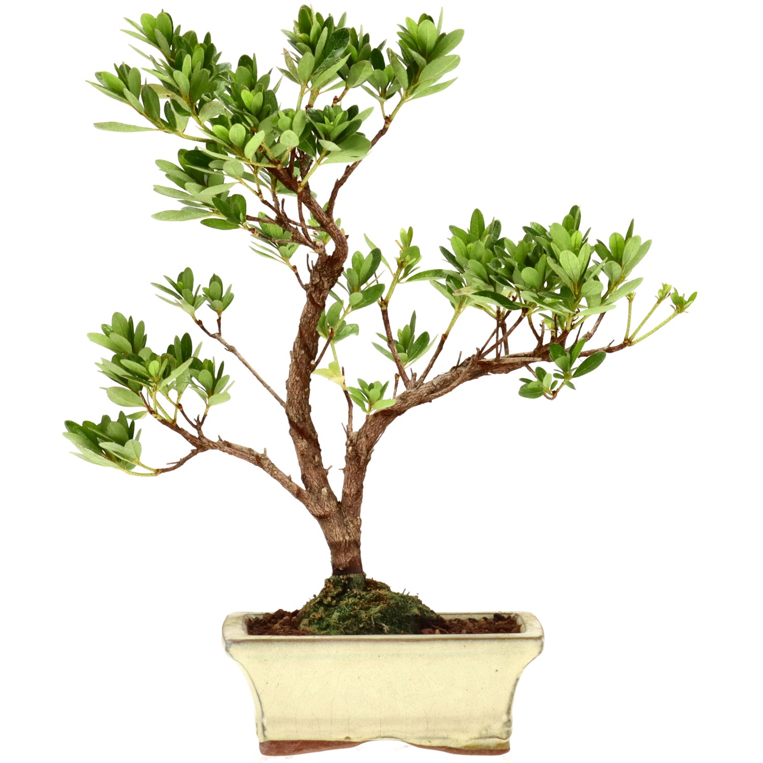 Japanese azalea (Osakazuki), approx. 7 y. (29 cm)