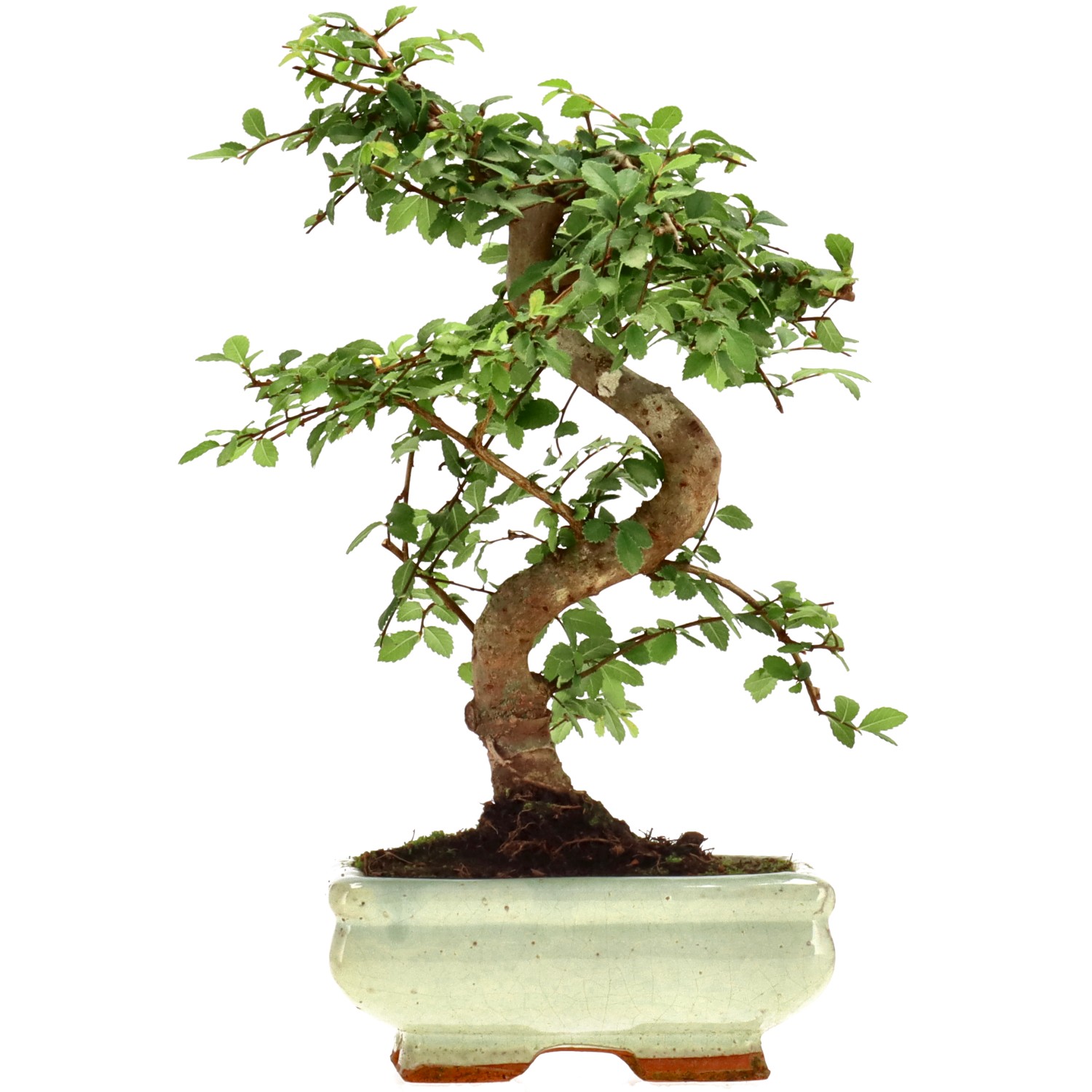 Olmo chino, aprox. 7 años (25 cm)