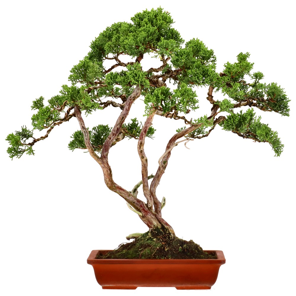 Chinese juniper, approx. 25 y. (46 cm)