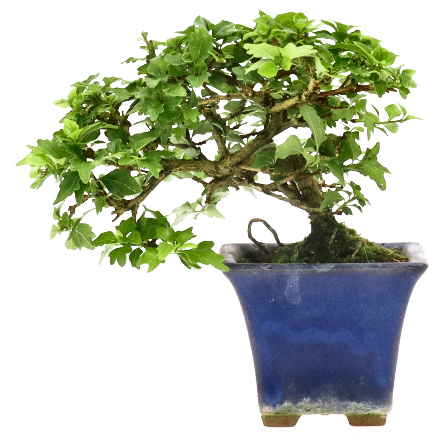 bonsai.fallbackImageTitle bonsai.fallbackImageTitle