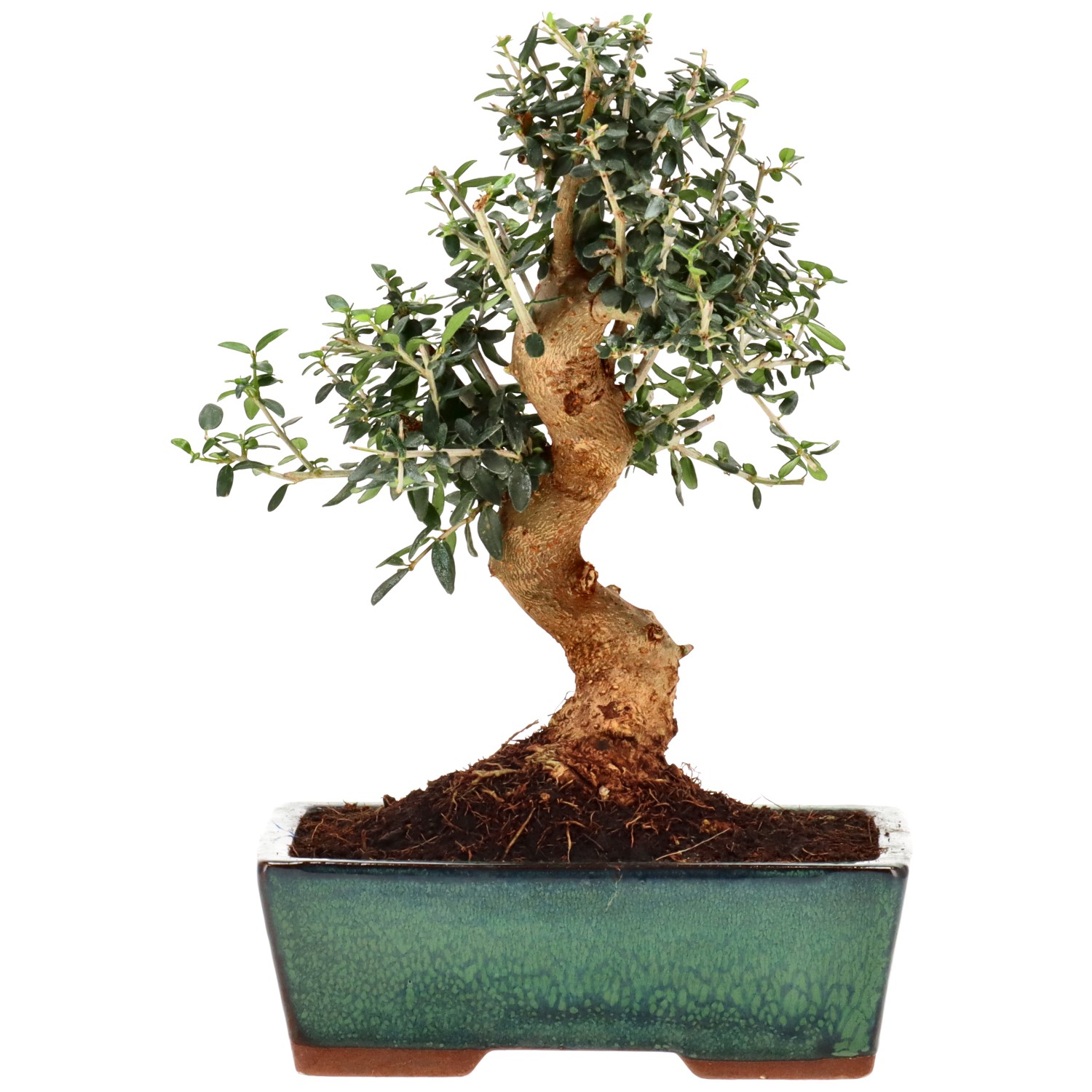 Wildolive, ca. 10 J. (23 cm)