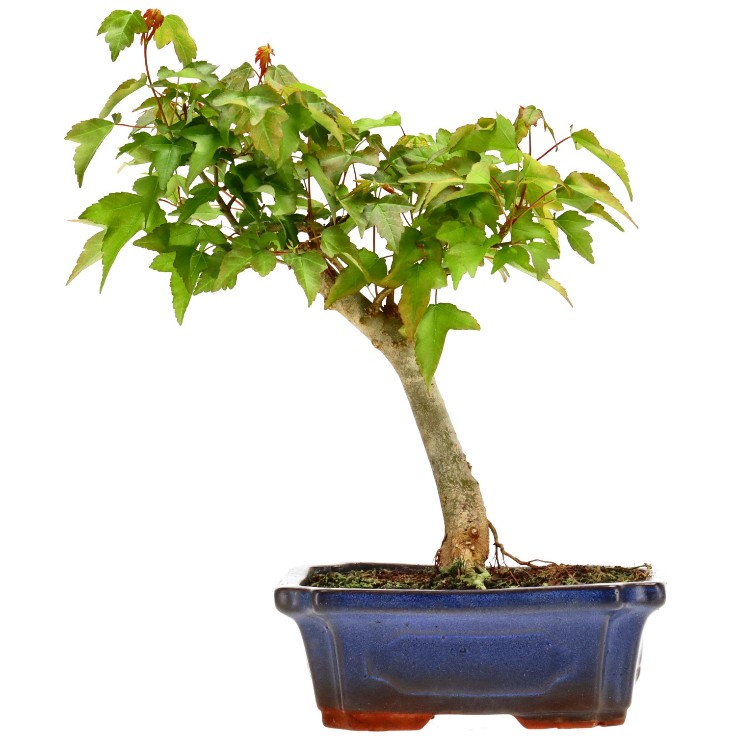 Acero tridente, ca. 9 anni (28 cm)