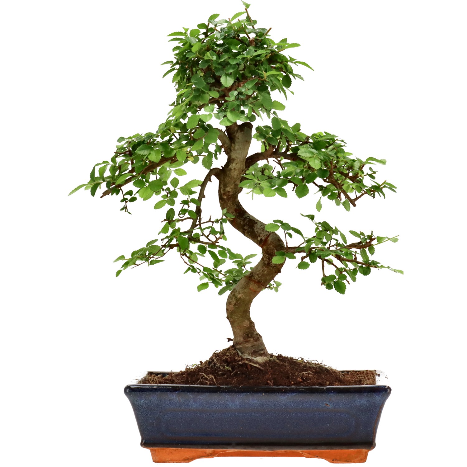 Chin. Ulme, ca. 12 J. (35 cm)