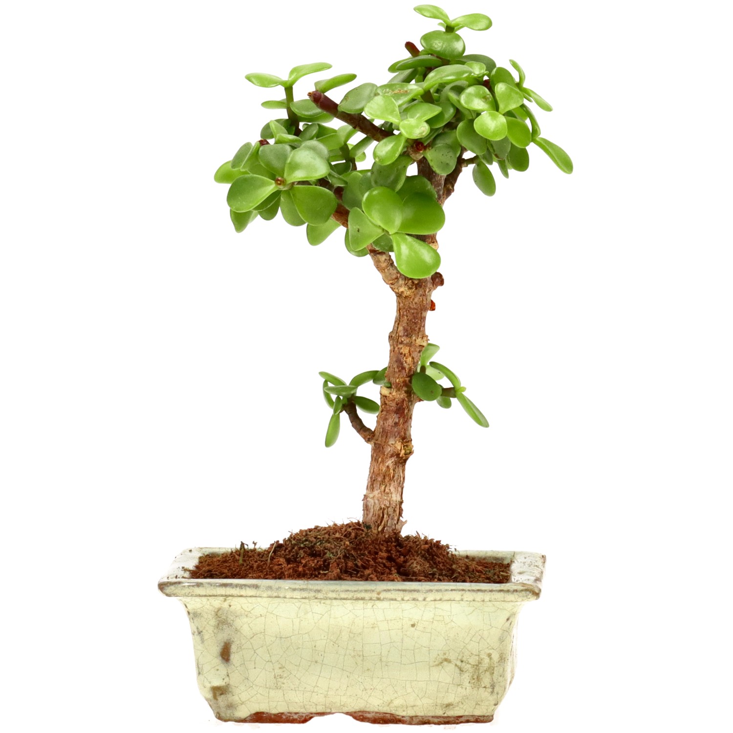 Elephant bush, approx. 5 y. (18 cm)